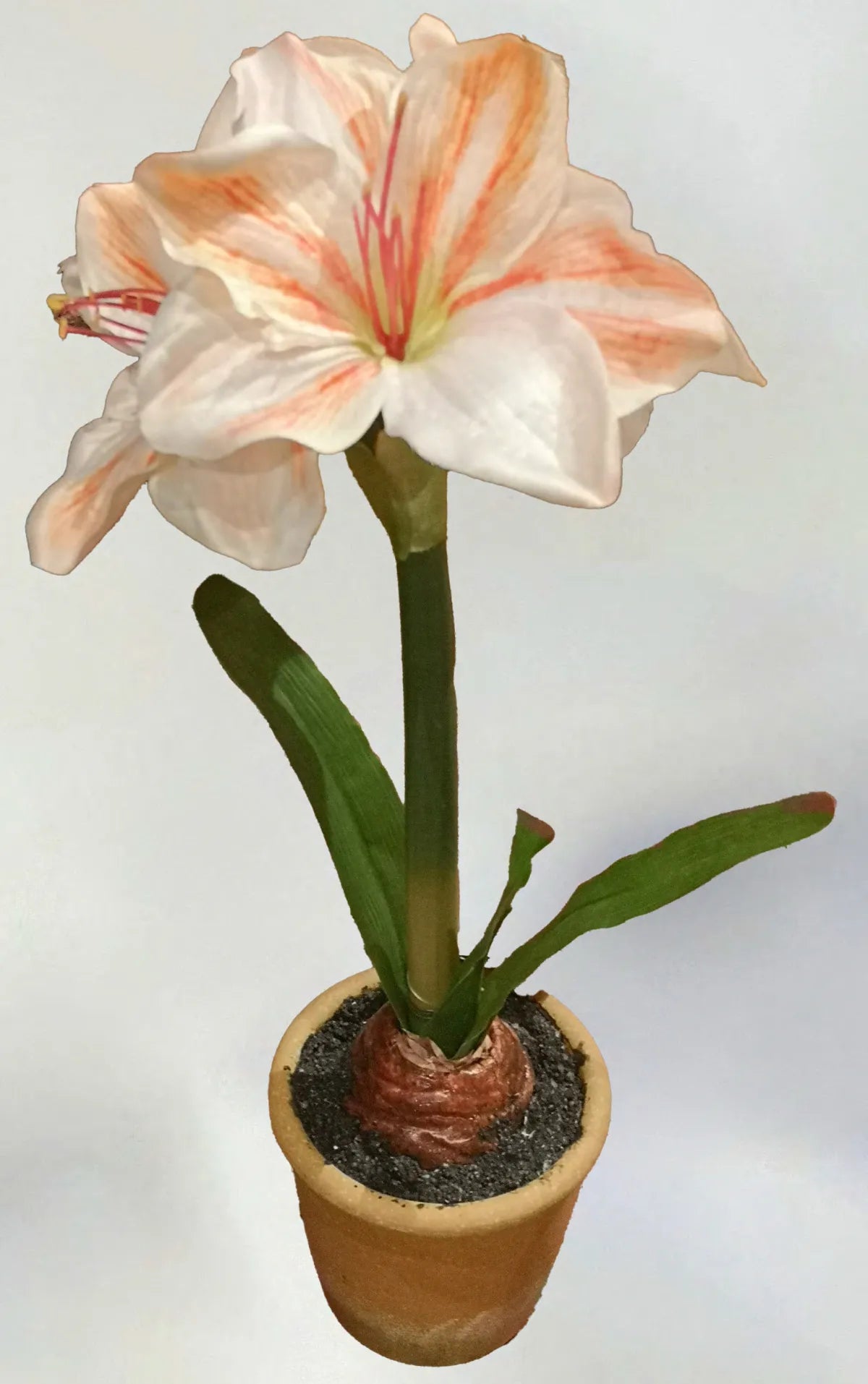 15” Potted Amaryllis